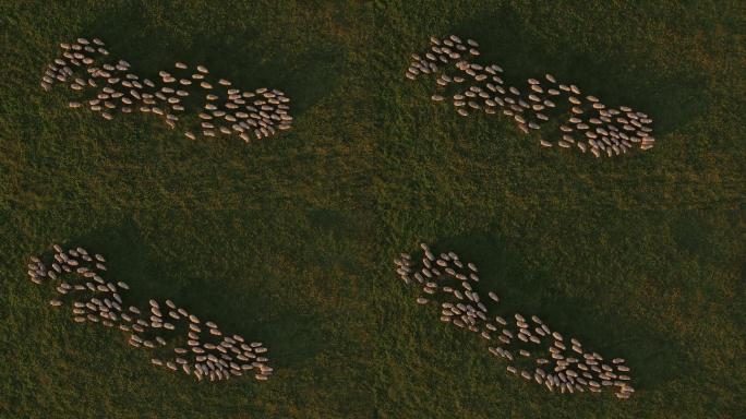 围场里的绵羊航拍羊群放羊牧羊