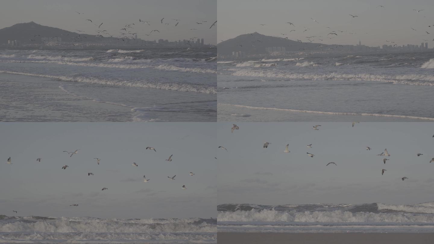 5条【4K】拍摄海鸥大海海浪浪花【灰片】
