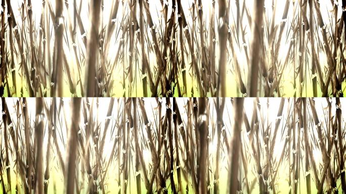 水彩风格的竹林