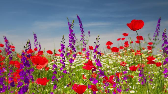 夏季草地上开着鲜红的花、雏菊和紫罗兰花