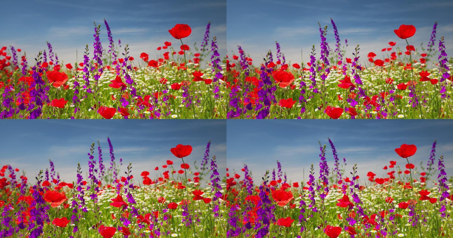 夏季草地上开着鲜红的花、雏菊和紫罗兰花