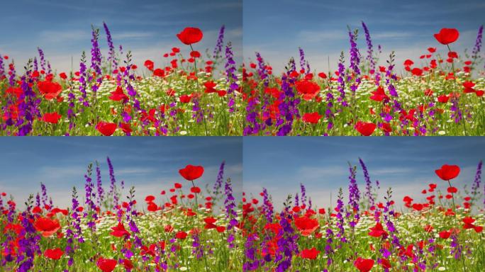 夏季草地上开着鲜红的花、雏菊和紫罗兰花