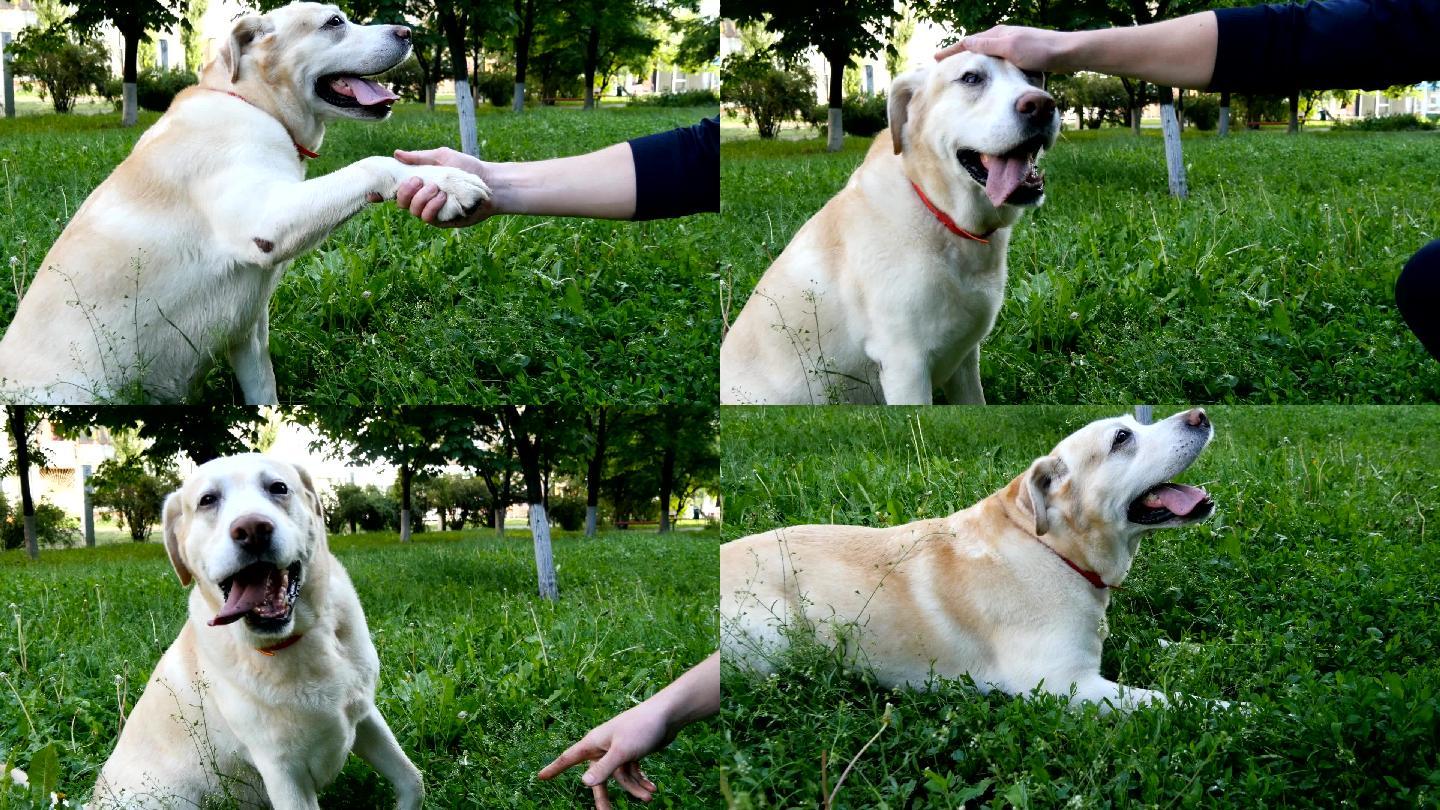 拉布拉多猎犬友谊纯种狗