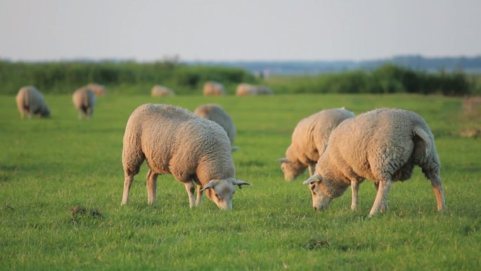 放牧和放羊羊毛自然绵羊