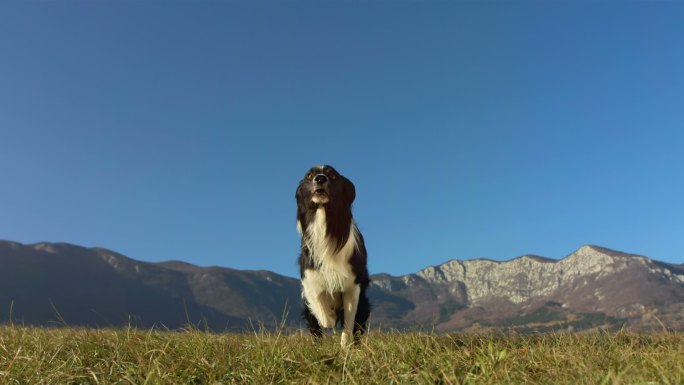 边境牧羊犬运动风景农田享受乐趣天空