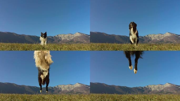 边境牧羊犬运动风景农田享受乐趣天空