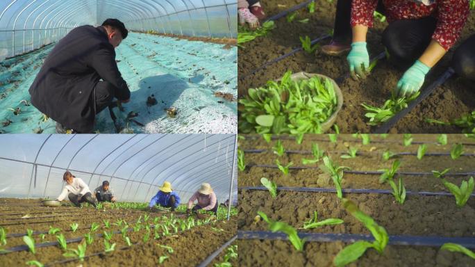 大棚种植 莴苣 全过程 蔬菜之乡