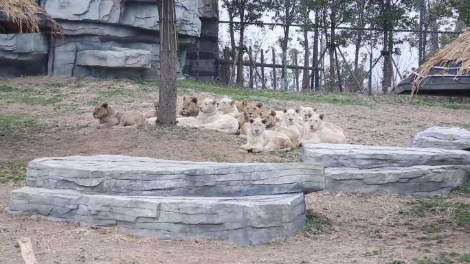 各类狮虎大型猫科动物