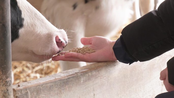 农民手里拿着颗粒状的干粮，把它喂给奶牛