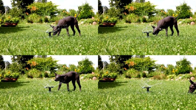 小狗在玩喷水器广场草地田园园林