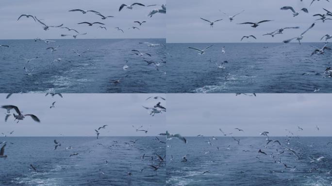 一群海鸥飞过海面寻找食物