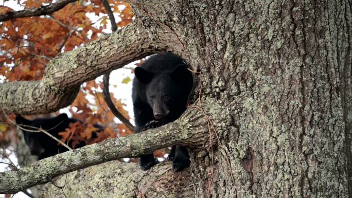 树上的野生黑熊幼崽