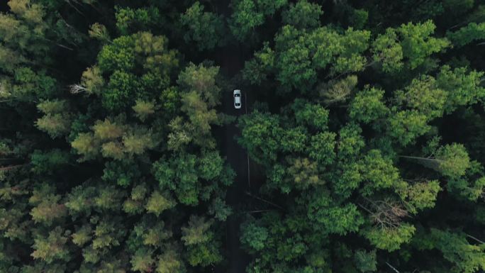 白色汽车在森林中的乡村道路上行驶