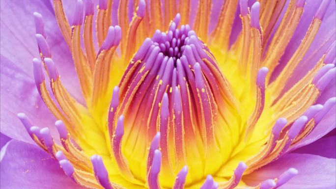 盛开的紫色睡莲开放绽放花蕊花卉鲜花延时