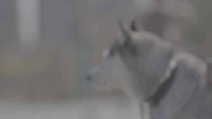 公园里哈士奇白灰色小狗4k视频素材
