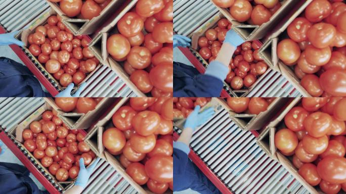 工人检查盒子里的西红柿。