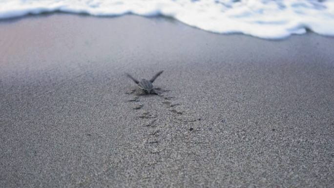 刚孵化的海龟沿着海滩潜入大海