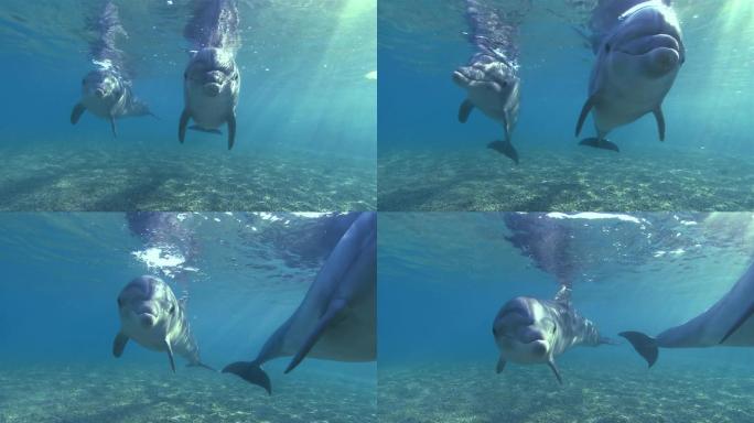 宽吻海豚海洋生物海洋动物海洋精灵