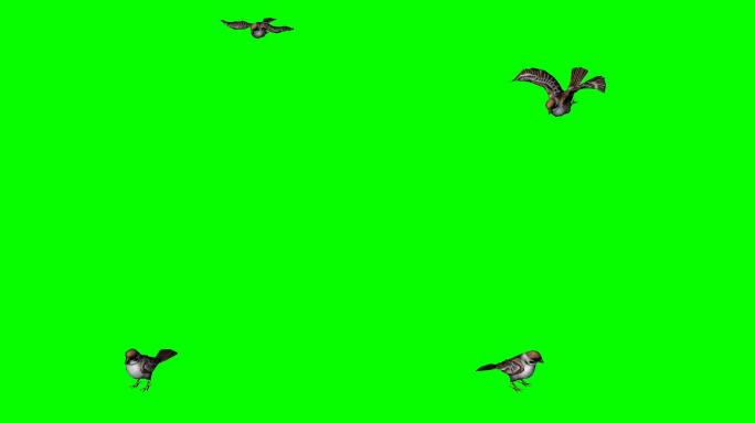 麻雀在绿色屏幕飞行和着陆