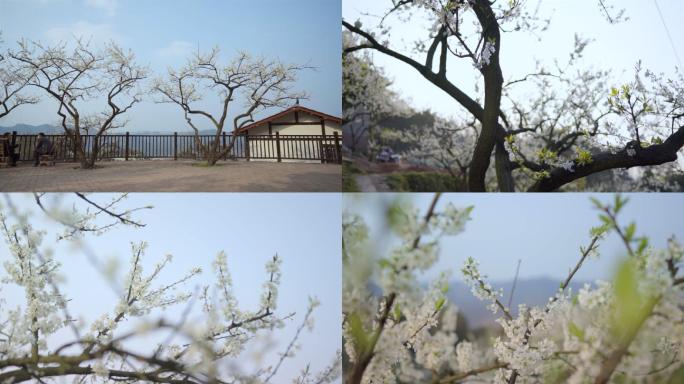 春天乡村振兴李花梨花枝头写意