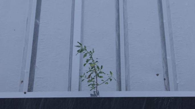 饱经风雨的小草 雨景