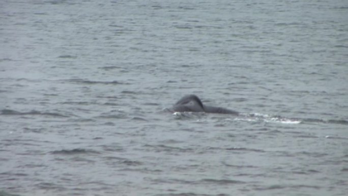 座头鲸旅游目的地荒野地区野生动物保护区