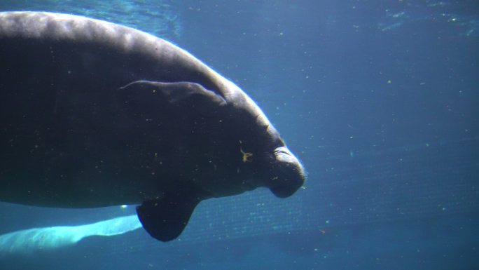 海牛在蓝色水族馆下游泳