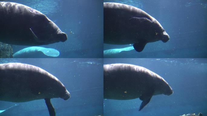 海牛在蓝色水族馆下游泳