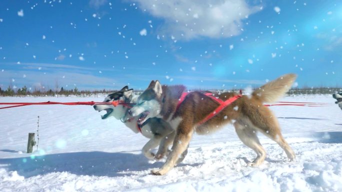 狗拉雪橇雪橇犬阿拉斯加阿拉斯加犬