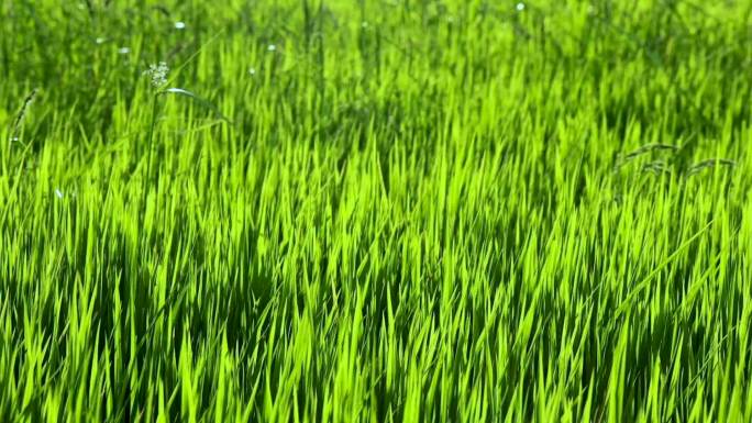 阳光下的稻田产地基地产业种植水稻绿油油