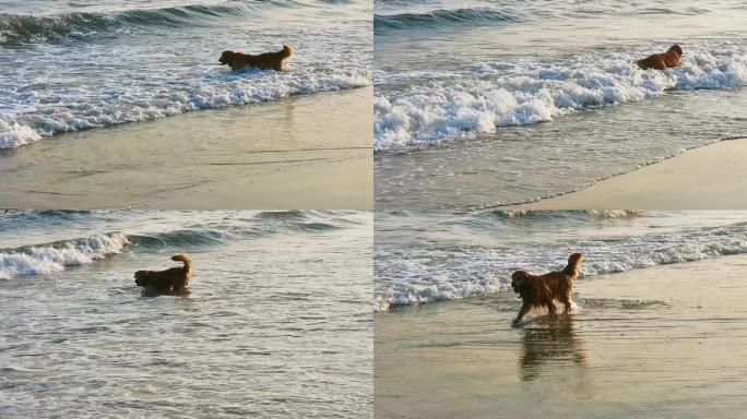 在海边玩水的金毛狗