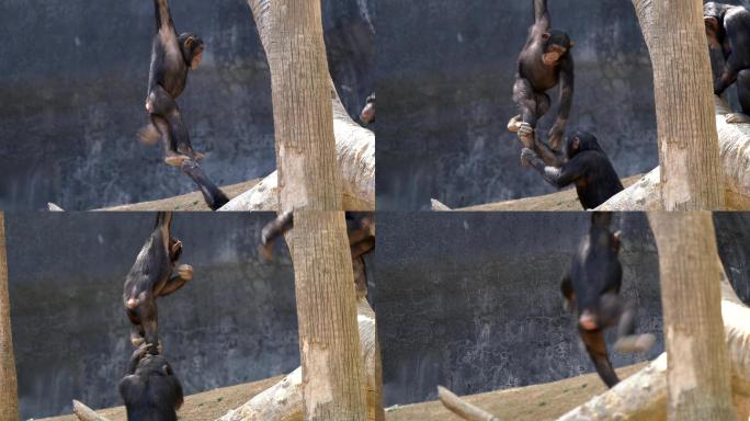 黑猩猩一起荡秋千和玩耍