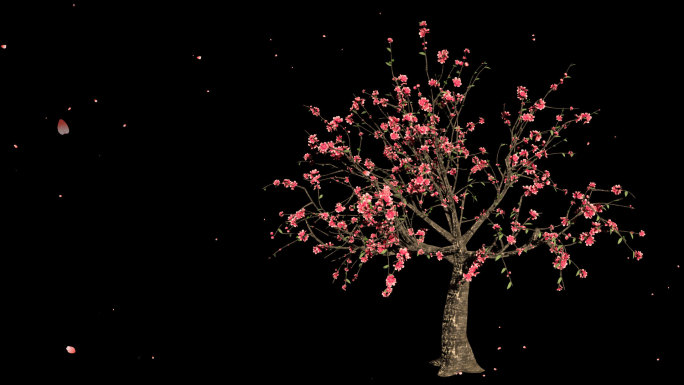 桃花树生长开花瓣飘落-带透明通道