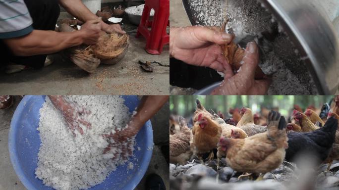 椰子鸡养殖