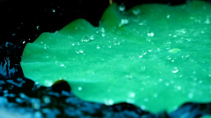 雨水滴在自然鲜绿色荷叶上