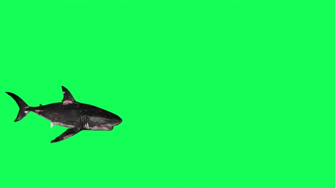 鲨鱼绿屏绿布绿幕抠图后期抠像