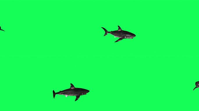 鲨鱼绿屏绿布绿幕抠图后期抠像