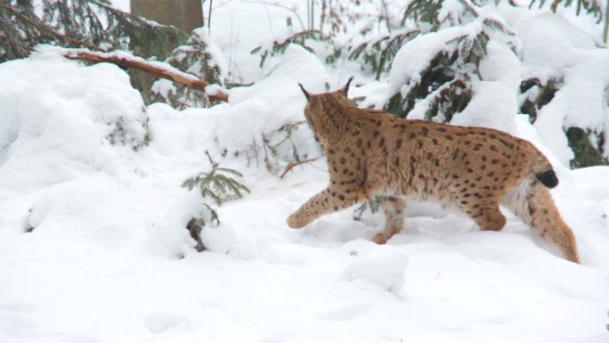 冬天的猞猁雪地里的猞猁动物捕猎野生