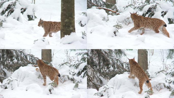 冬天的猞猁雪地里的猞猁动物捕猎野生