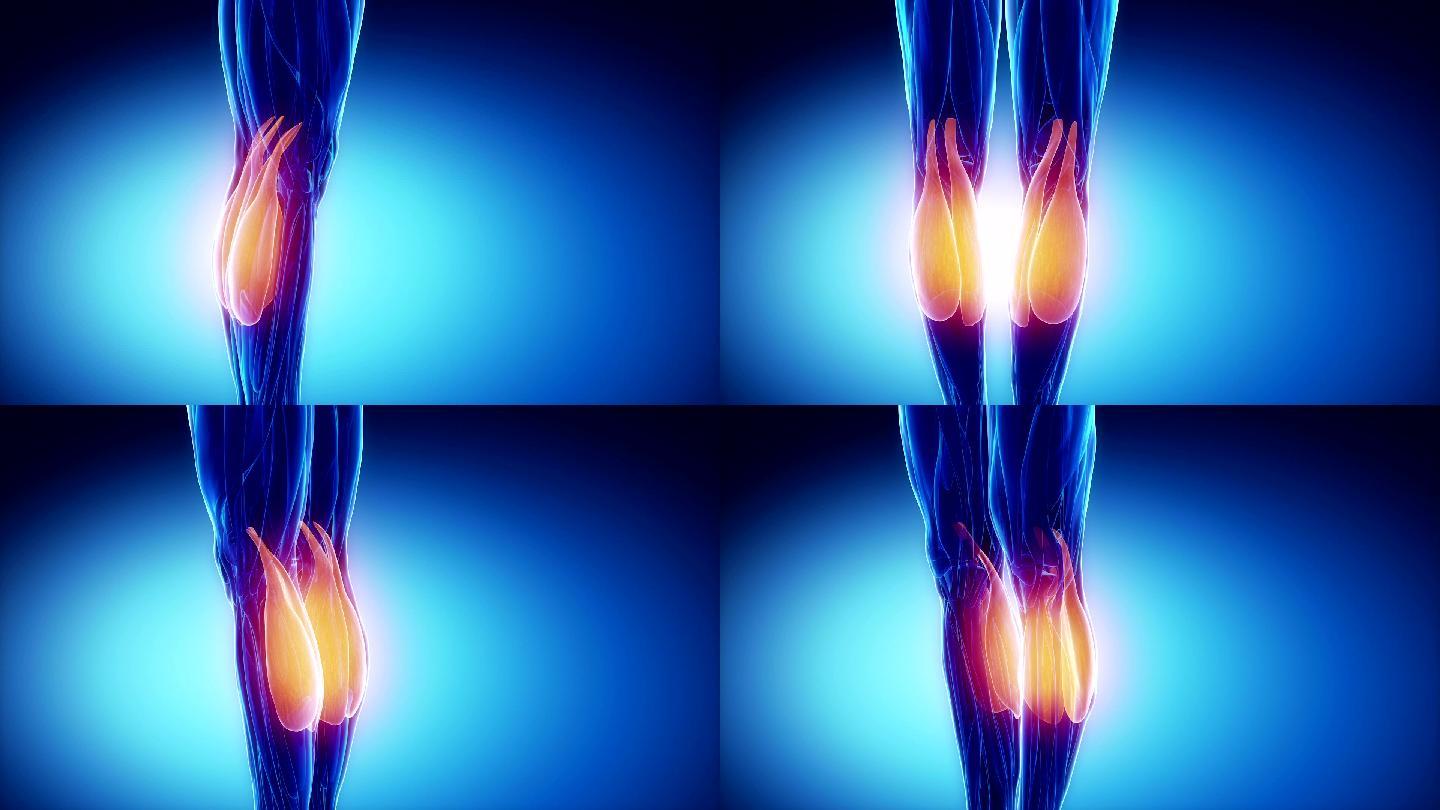 腓肠肌组织关节腿部膝盖肌肉