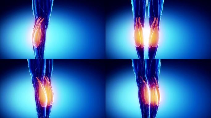 腓肠肌组织关节腿部膝盖肌肉