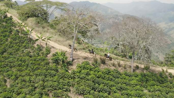 山顶上奔跑的马