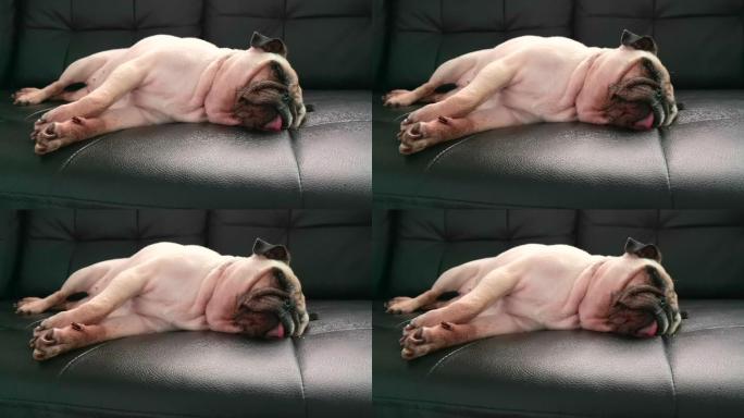 哈巴狗懒洋洋地睡在家里的沙发上