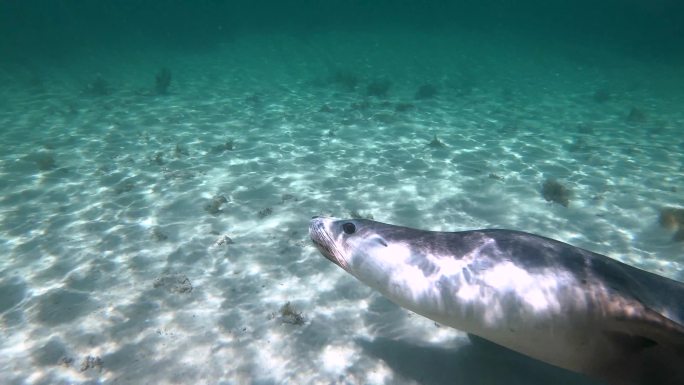 澳大利亚海狮海底世界海洋生物三亚潜水深海