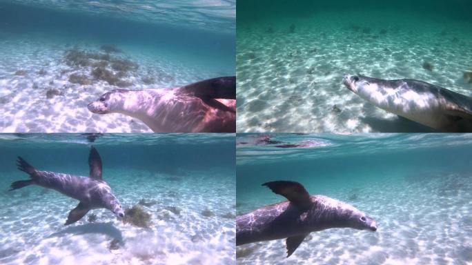 澳大利亚海狮海底世界海洋生物三亚潜水深海