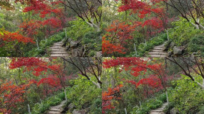 南京栖霞丹枫：五彩斑斓，栖霞山秋色12