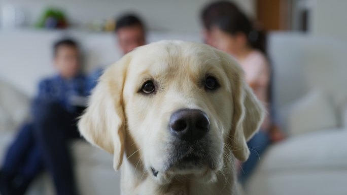 金毛寻回犬在客厅里的画像