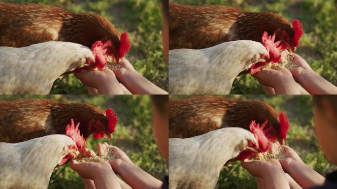 母鸡正在吃一个小女孩手上的谷物