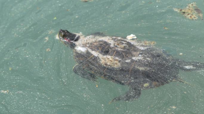 乌龟生活在肮脏、受污染的水中