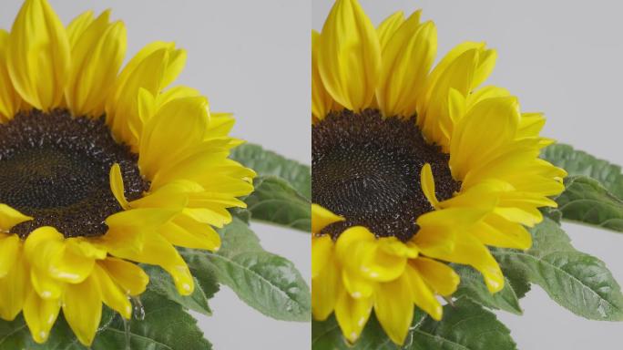 精华滴落向日葵花瓣4K竖版60帧